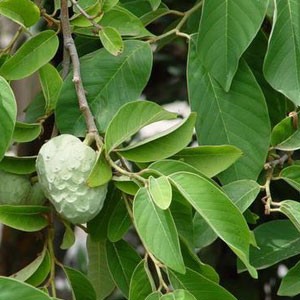 آنونا چریمولا - معرفی درختان میوه